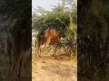 الجمال في صحراء ثر صباحًا في مشهد هادئ #viral