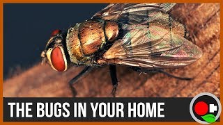 Your House is Full of Bugs! The San Fran Adventure