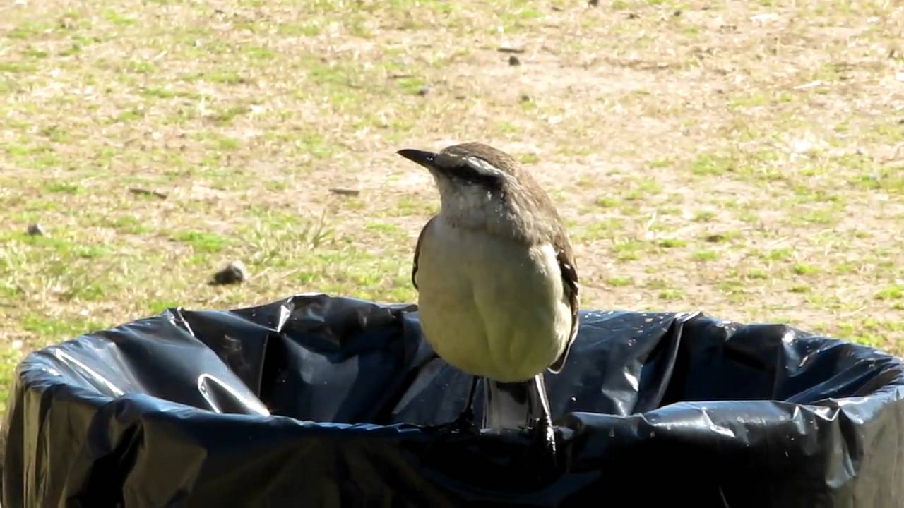 Bird sneezing YouTube