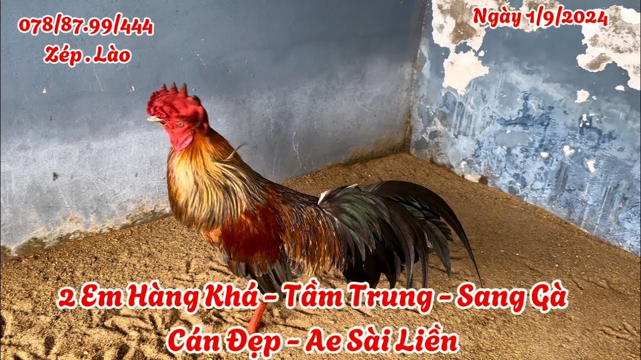 Hai Em Trạng Đẹp - Hàng Khá - Tầm Trung || Ngày 1/9/2024 || 07.88.7.99.444 Trại Gà Hoàng Nguyên