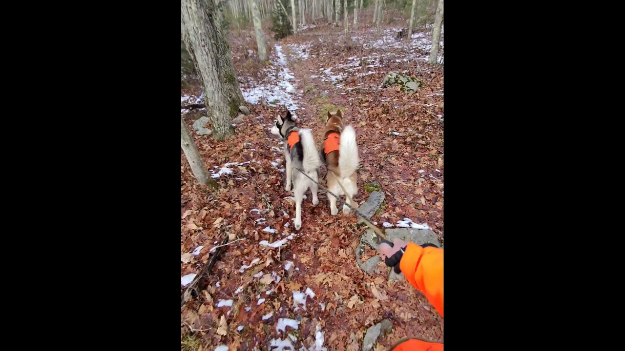 Me and the boys hiking today, just some small talk.
