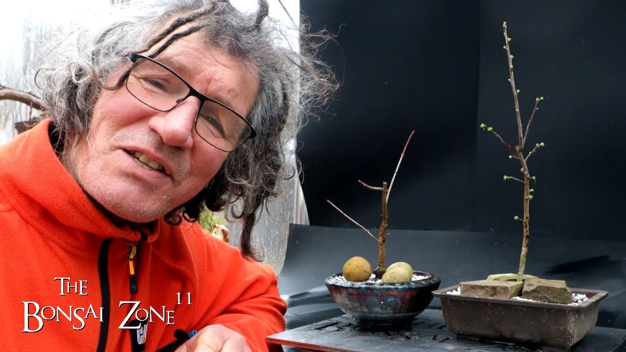 Repotting My Young Hawthorn and Korean Maple, Part 2, The Bonsai Zone, Feb 2024