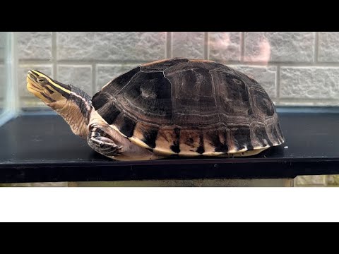 ブ*ー様 【動物の惑星】日本最速!☆カロリナハコガメ☆LET'S爬体!