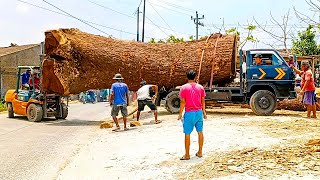 Sultan bikin viral !! beli kayu trembesi monster 2Milyar digergaji bahan papan I Sawmill