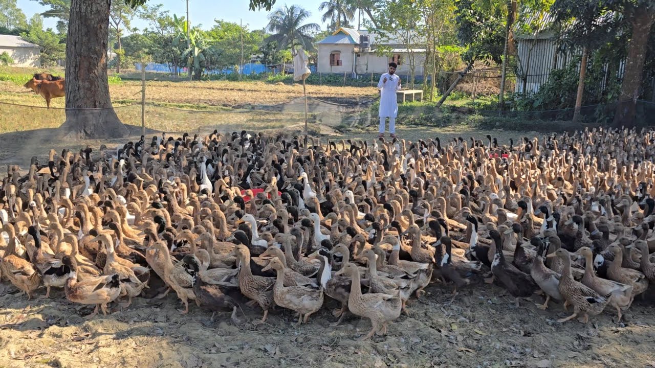 কি খাবার দিলে হাঁস বেশি ডিম পারবে জেনে নিন 