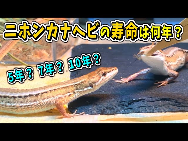ニホンカナヘビの寿命は何年 ３年以上飼育してみて感じたこと 爬虫類 飼育 ニホンカナヘビ ニホントカゲ ニホンヤモリ Youtube