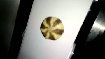 SV 208A Double-Color Cookies Encrusting Machine