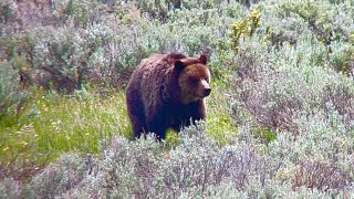 So...you really think you can outrun a grizzly?? (Dunraven Pass, Yellowstone, July 2022)