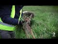 351 faons sauvés cette année | RTL Luxembourg