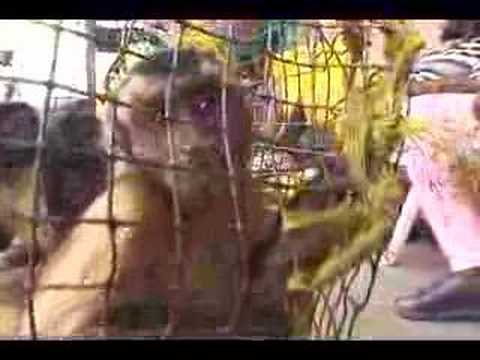 Caged Monkeys in Guyana philosophy quotes