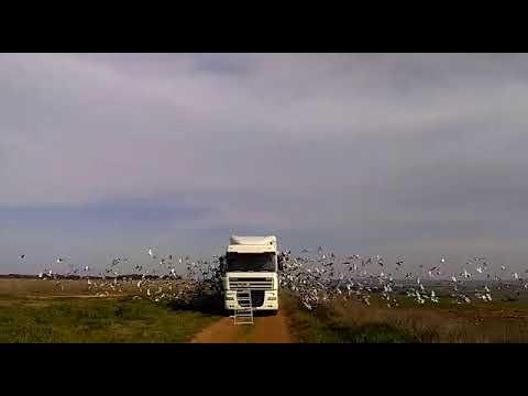 Rio de Moinhos - Zona Norte - 16/02/2019