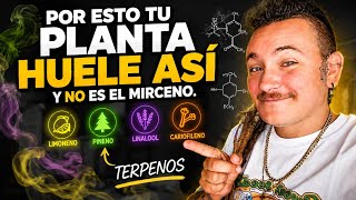 WHAT ARE TERPENES? PART 1 | MARS HYDRO LED FC6500