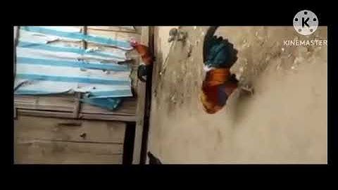 gà tơ f3 gáy giọng ợ  :#  ntsuag lau qaib f3 qua cuag qaib qus nawb.# Và Tòng gà rừng 24: