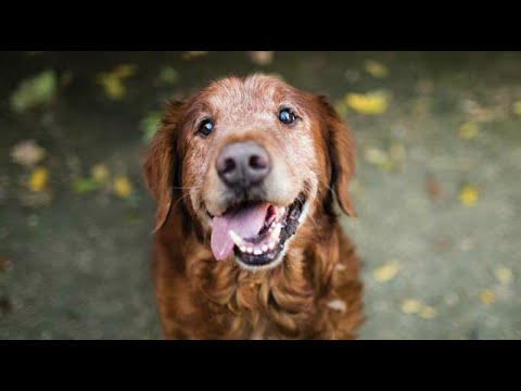 Video: Sådan fortæller du, om din pomeranian er gravid?