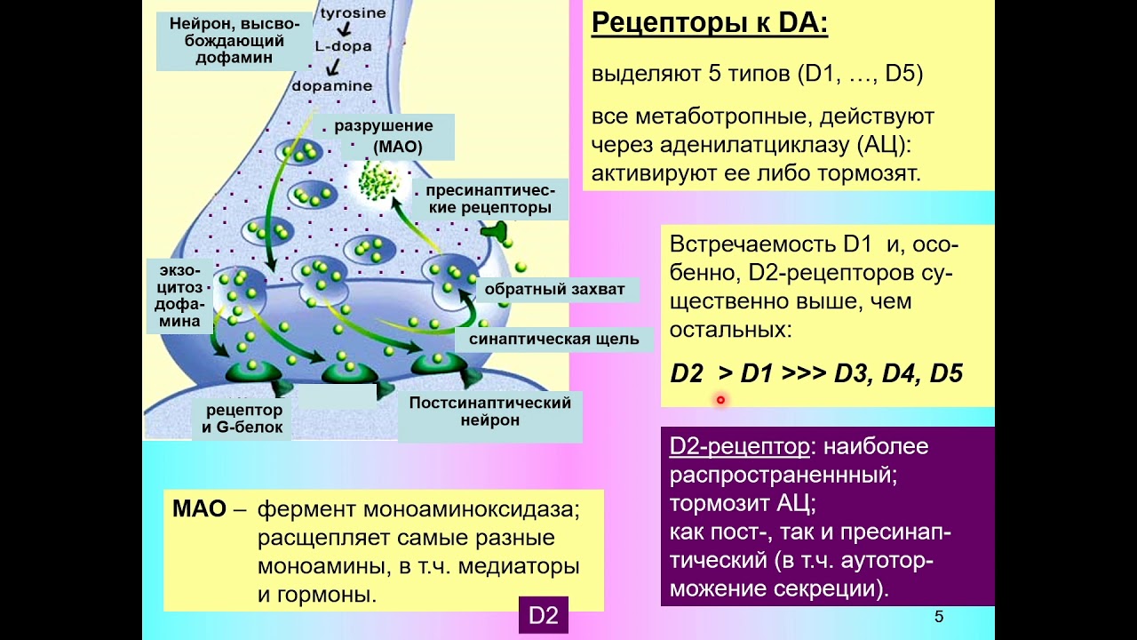 V. A. Dubynin - Brain Chemistry - 7. Dopamine