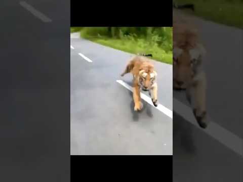 Tiger ne Attack