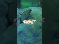 こども視点で水族館体験@しながわ水族館