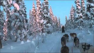 Schlittenhunde In Lappland