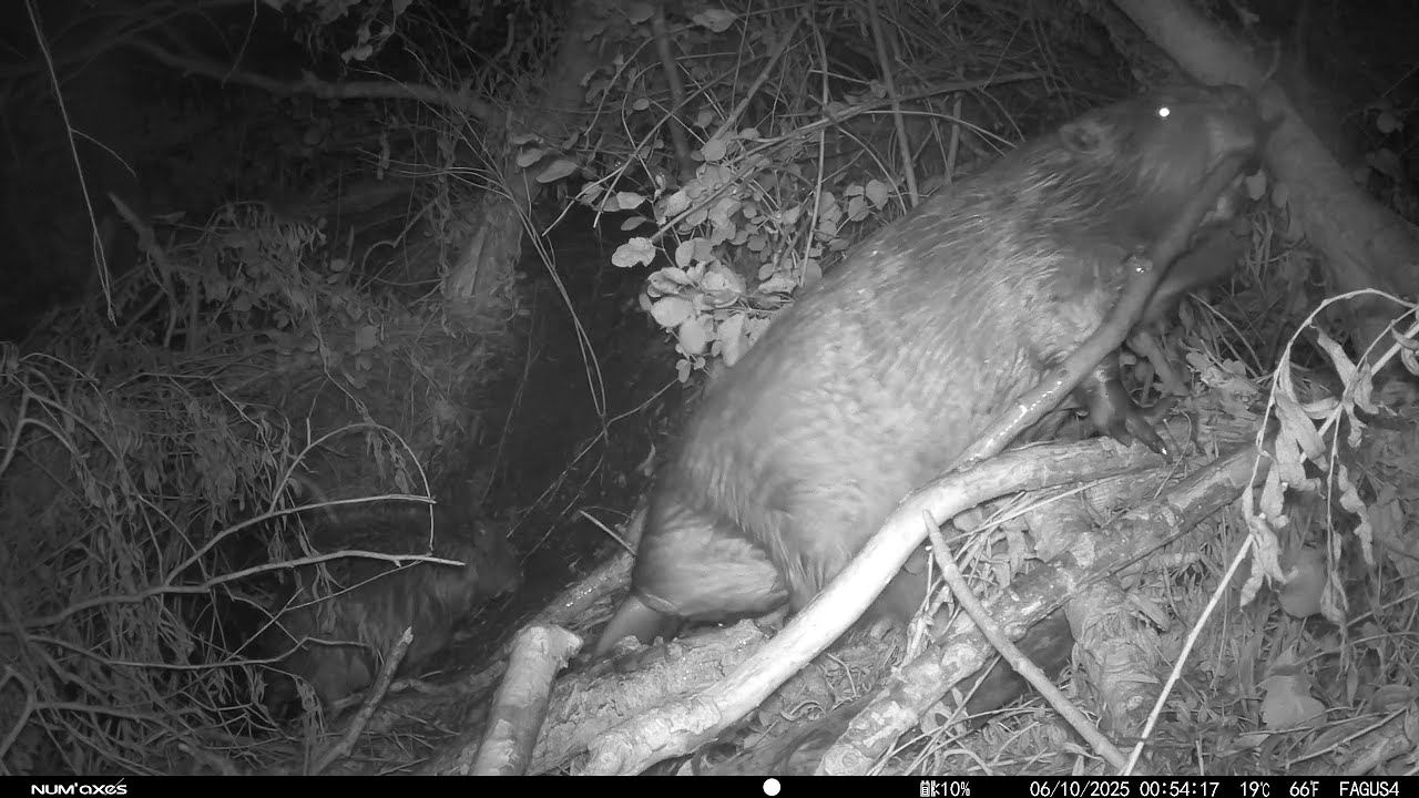 Bevers zijn échte bouwmeesters