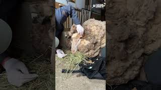 Neglected sheep saved by kindhearted rescuers #goodnews #goodpeople #inspiration