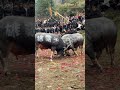 #shortvideo #animals #bullfarm #trending #bull #baffalo #strongbull