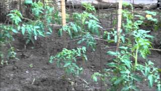 Morning Walk through the Vegetable Garden