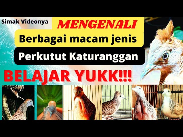 WAJIB TAU‼️ Mengenali berbagai macam jenis Burung perkutut KATURANGGAN di Nusantara class=