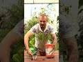 Como salvar sua samambaia #short #cultivo #plantas #murilosoares #spagnholplantas