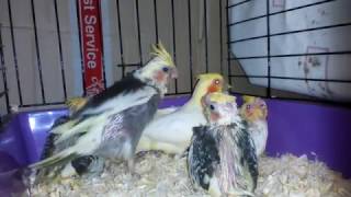 Птенцы выкормыши Кореллы . Разведение попугаев . Птенцы выкормыши Кореллы . Разведение попугаев .