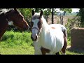 Dcouvrez lelevage du chenay un nouveau haras en anjou cre par nicolas tavenon