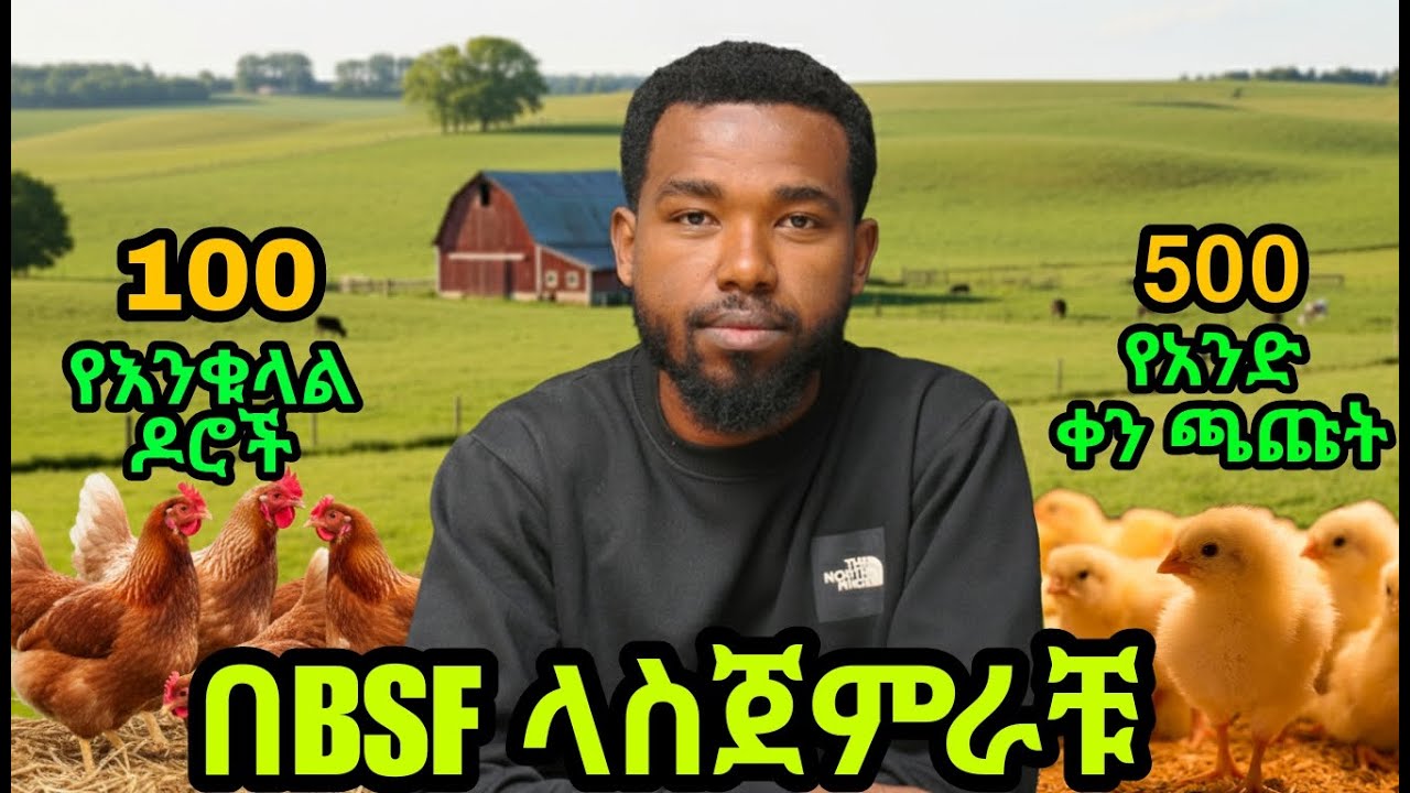 100 እንቁላል ጣይ ዶሮዎች እና 500 ጫጩት በBSF ላስጀምራቹ