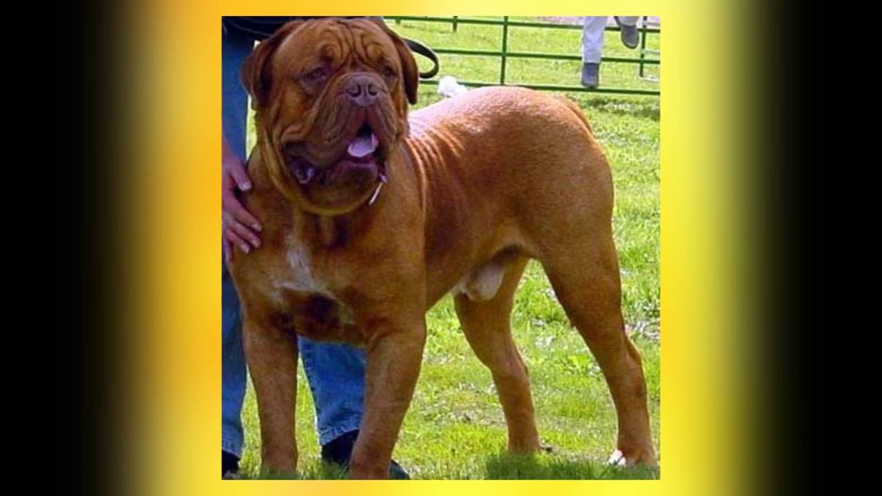 十大惡犬 Slobo