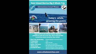 Xplorio™ Gansbaai - Dyer Island Cruises Whale & Marine Big 5 Eco Tours - Whale Watching