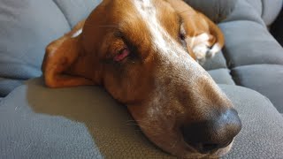 Basset hound has a tummy ache