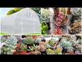 INVERNADERO IDEAL para tus suculentas | QUICTENT-GREENHOUSE-GIVEAWAY | 5 VENTAJAS de un INVERNADERO👌