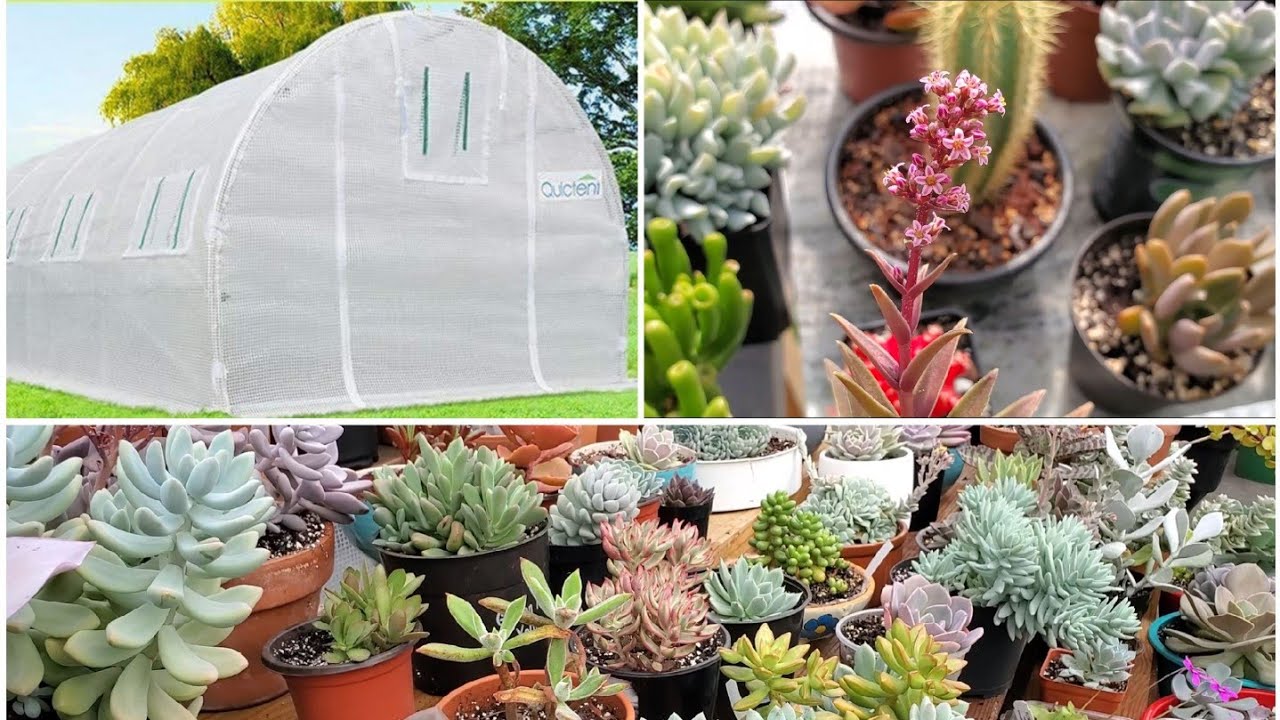 Идеальная теплица для ваших суккулентов | QUICTENT-GREENHOUSE-GIVEAWAY | 5 преимуществ теплицы 👌