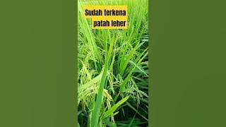 PATAH LEHER PADA TANAMAN PADI mapan05 #farming #padidisawah #pertanian #sawah #padi Viral