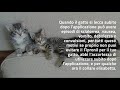 Fipronil gatto Cosa DEVI sapere
