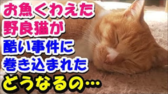 猫のほのぼの話 Youtube 猫のほのぼの話 Youtube