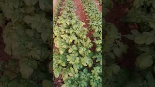 🌈 KAMALAK CHIQTI🌈🌈🌈