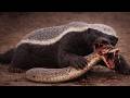 “Snake Attacked… But Honey Badger Made a Fatal Mistake!” 😱