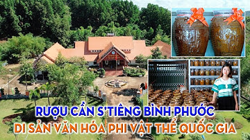 Say cùng men rượu cần S’tiêng |Bình Phước đất và người ||BPTV