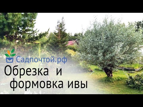 Ива лохолистная, формирование и обрезка ивы. Превращаем дерево в куст #садпочтой