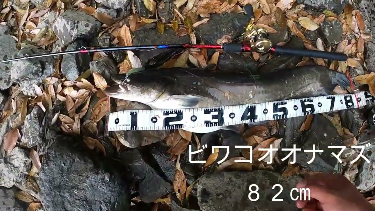 春のビワコオオナマズ