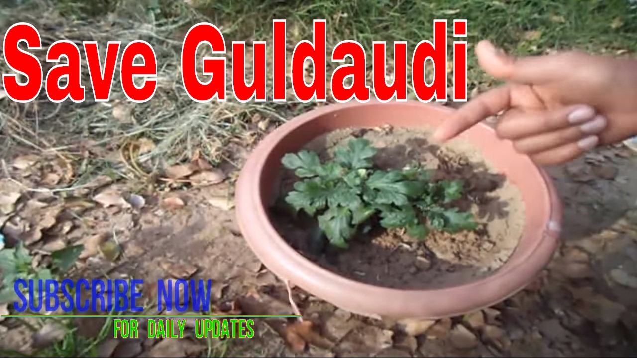 एक पौधे से 7 पौधे कैसे तैयार करें / Save Chrysanthemum For Next Season /Guldaudi Care/Mammal Bonsai