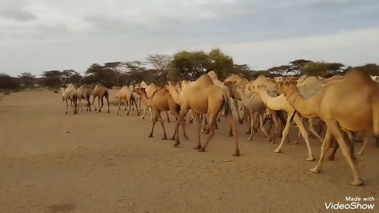 KARGI–KORR  Adiken ft Nolaiblazor 