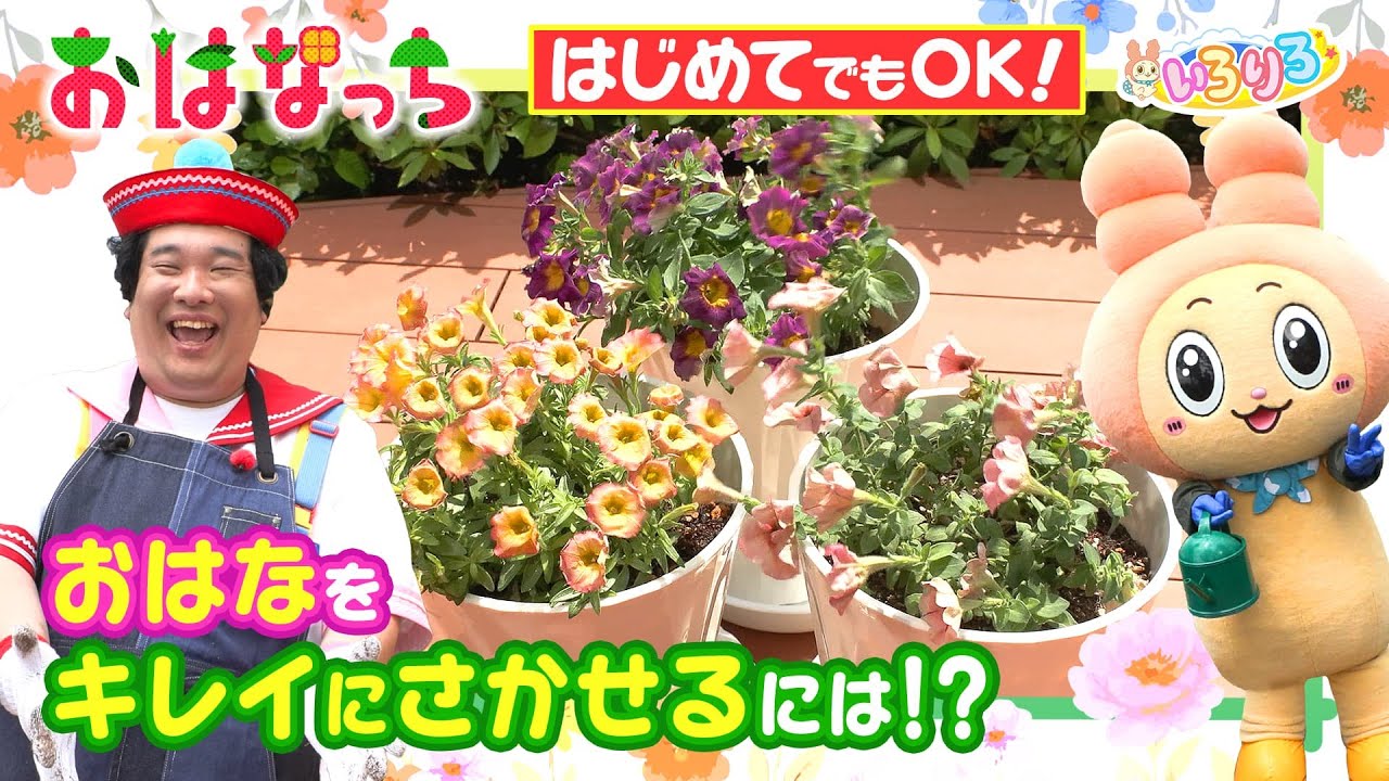 知らないと損！お花を長く！たくさん咲かせる裏技7 選【ペチュニア