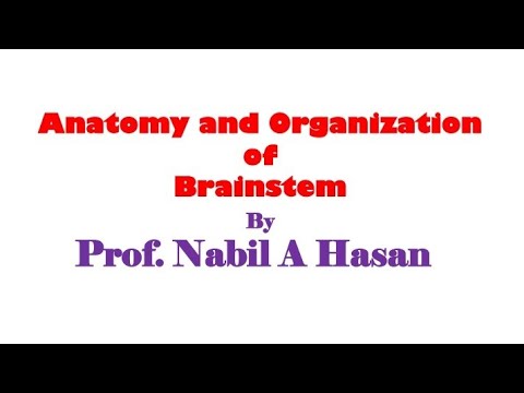 Neuroanatomy 🧠 LEC 2,by /Dr.Mohamed OMAR - YouTube