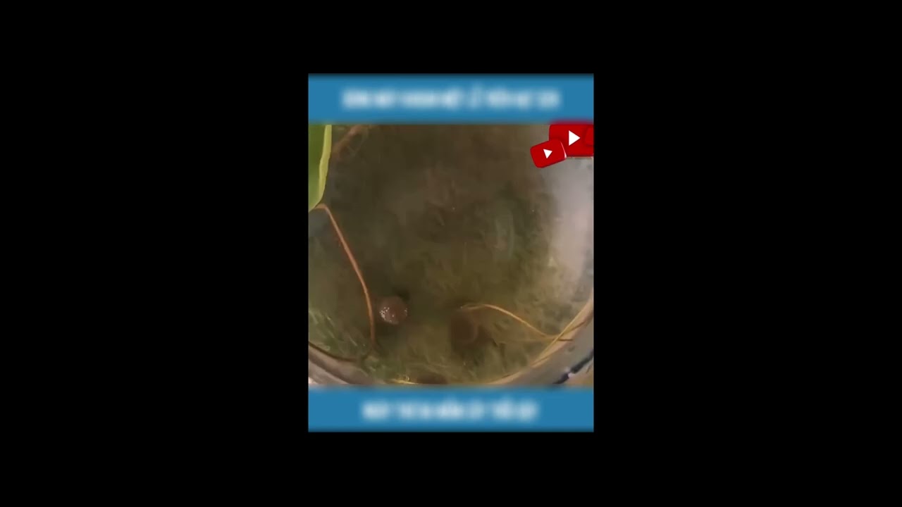 The Full Journey of the Lotus Flower | From Seed to Bloom (Full Version)