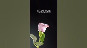 الشيخ ماهر المعيقلي (سورة الفيل)